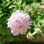 Scabiosa africana Blomst