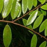 Xylopia sericea Leaf