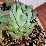 Pachyphytum bracteosum পাতা