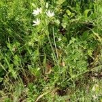 Loncomelos narbonense Flower