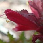 Pedicularis densiflora Virág