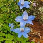 Delphinium leroyi Λουλούδι