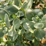 Antirrhinum molle Hoja