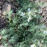 Teucrium pseudochamaepitys Habitus