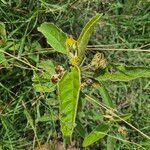 Melhania ovata Leaf