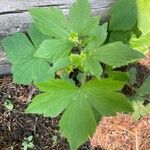 Ranunculus recurvatus Leaf