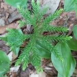 Lycopodium dendroideum Levél