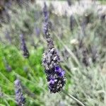 Lavandula lanata Flor