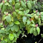 Miconia tococa Leaf