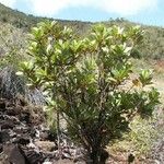 Hibbertia vieillardii Yeri