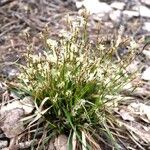 Carex digitata 花