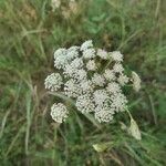 Seseli annuum Blüte