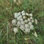 Seseli annuum Flower