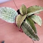 Dracaena pethera Leaf