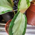 Goeppertia picturata 葉