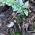 Polystichum neolobatum Blad