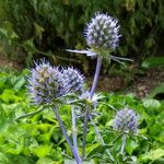Eryngium planum Flower