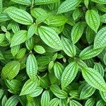 Pilea angulata Leaf