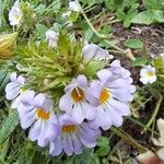 Euphrasia alpina Flower