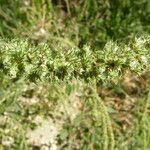 Amaranthus palmeri অভ্যাস