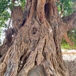 Ficus platyphylla Bark