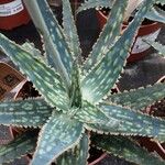 Aloe rauhii Лист