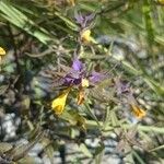 Melampyrum subalpinum Квітка