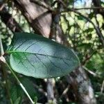 Searsia longipes Leaf