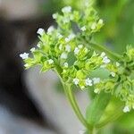 Valeriana dentata फूल