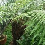 Dicksonia antarctica 整株植物