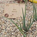 Aloe albiflora Hábito