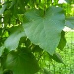 Aristolochia tomentosa Frunză