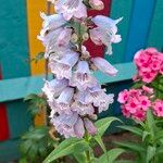 Penstemon cobaea Flor