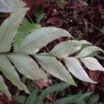 Olfersia cervina Лист