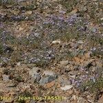 Matthiola lunata Hábito