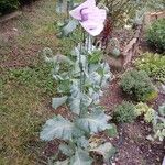 Papaver somniferum Habit