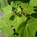 Hibiscus mutabilis Leaf