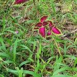 Coleus scutellarioidesLeaf