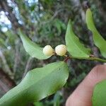 Phyllanthus gneissicus Plod