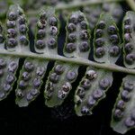Dryopteris cochleata 葉
