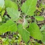 Chenopodium ficifolium Φύλλο