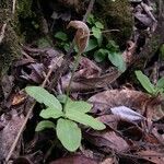 Pterostylis ophioglossa Yeri