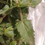 Veronica teucrium Leaf