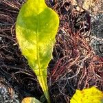 Sonchus bulbosus Hoja