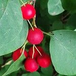 Cotoneaster multiflorus फल