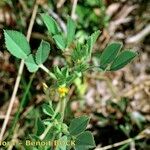 Medicago scutellata Anders