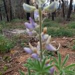 Lupinus sericeus Kvet