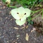 Dietes bicolor Blomma