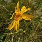 Arnica montana Λουλούδι