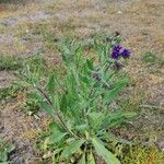 Anchusa officinalisBlüte